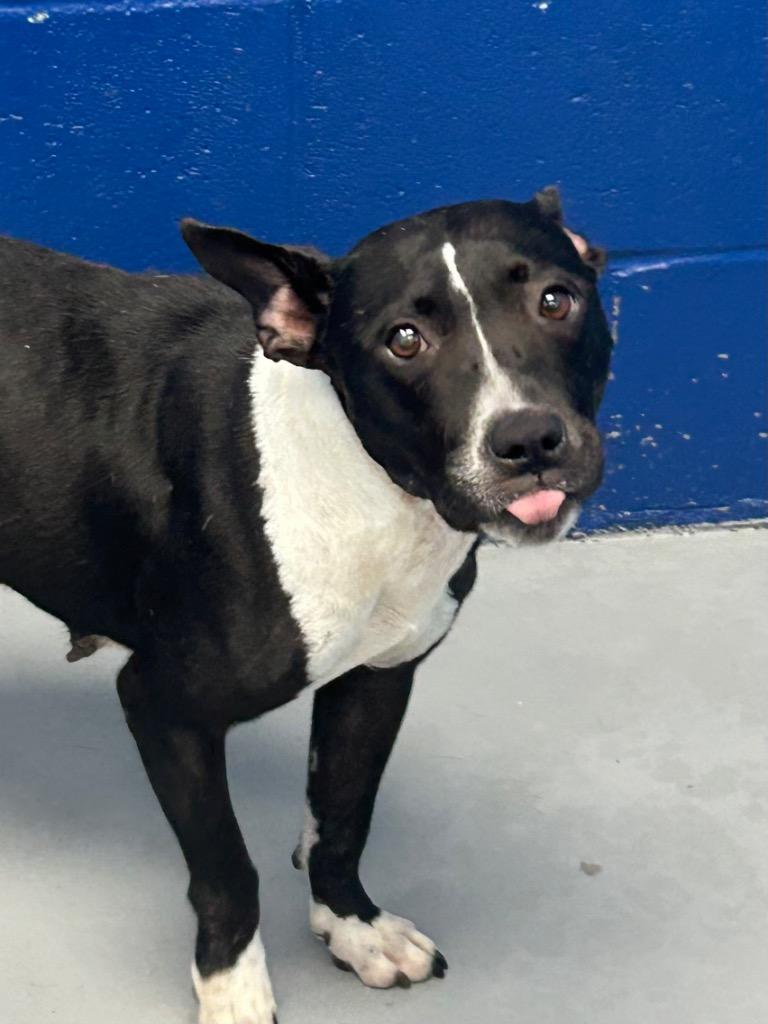Enlarge Poison Ivy, a Adoptable mixed breed in Hartsville, SC image 2/5