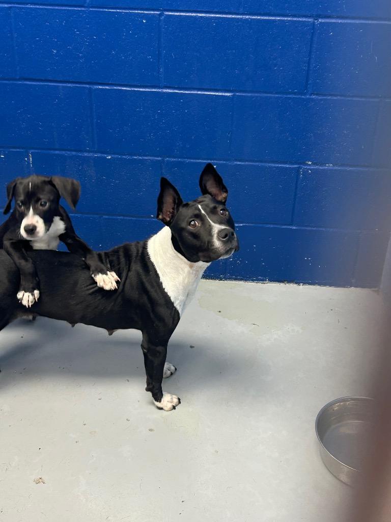 Enlarge Poison Ivy, a Adoptable mixed breed in Hartsville, SC image 3/5