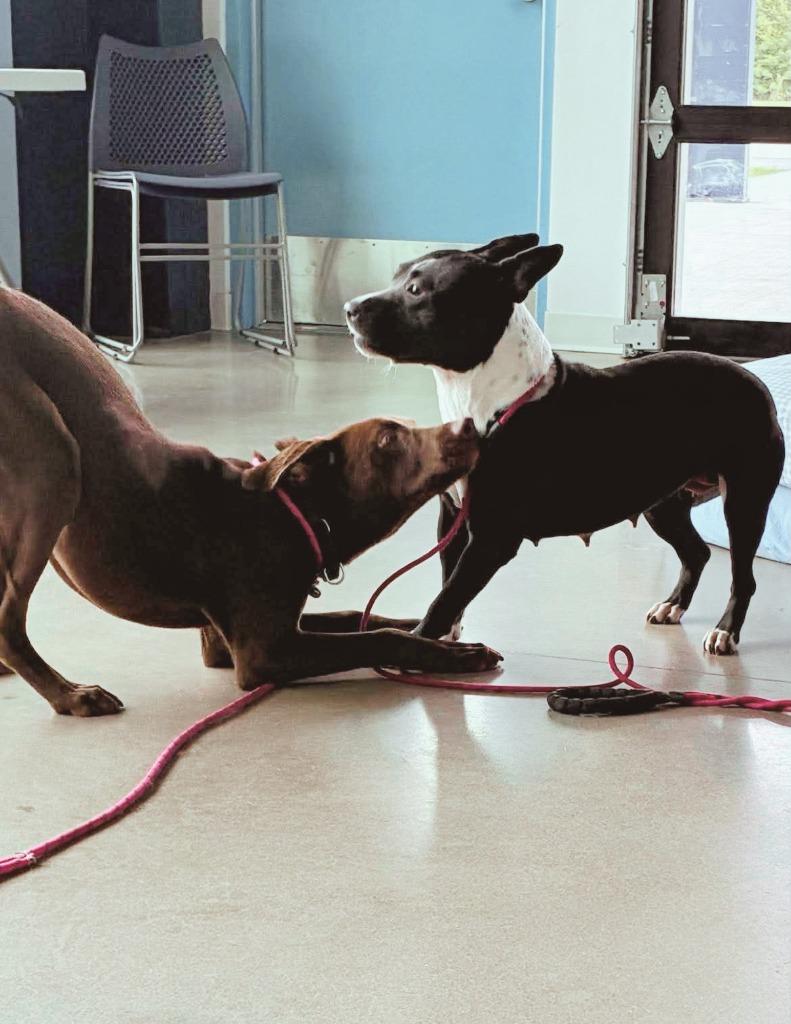 Enlarge Poison Ivy, a Adoptable mixed breed in Hartsville, SC image 4/5