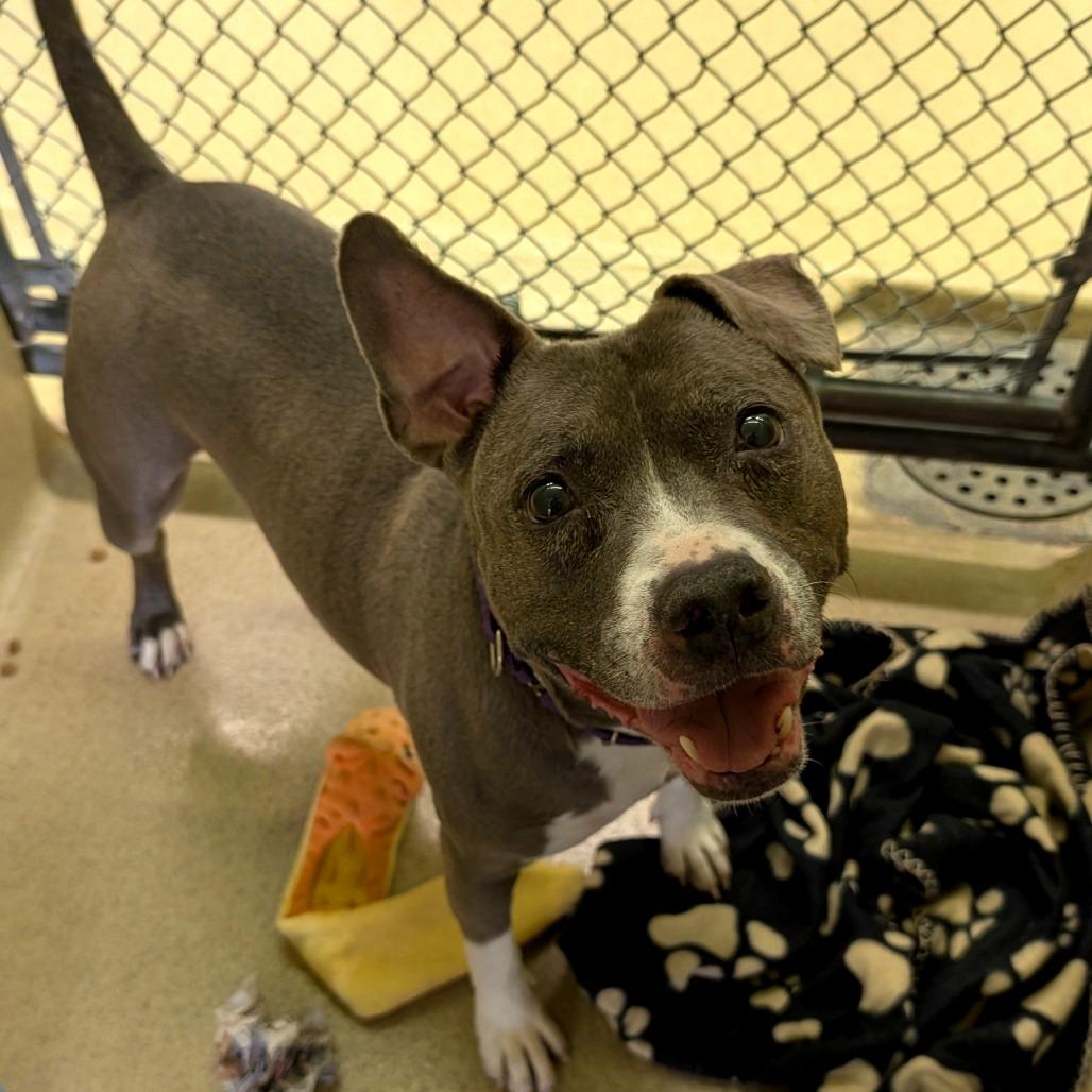 Wednesday - IN FOSTER, Adoptable, Senior Female Pit Bull Terrier.