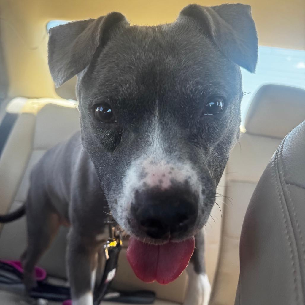 Wednesday - IN FOSTER, Adoptable, Senior Female Pit Bull Terrier.