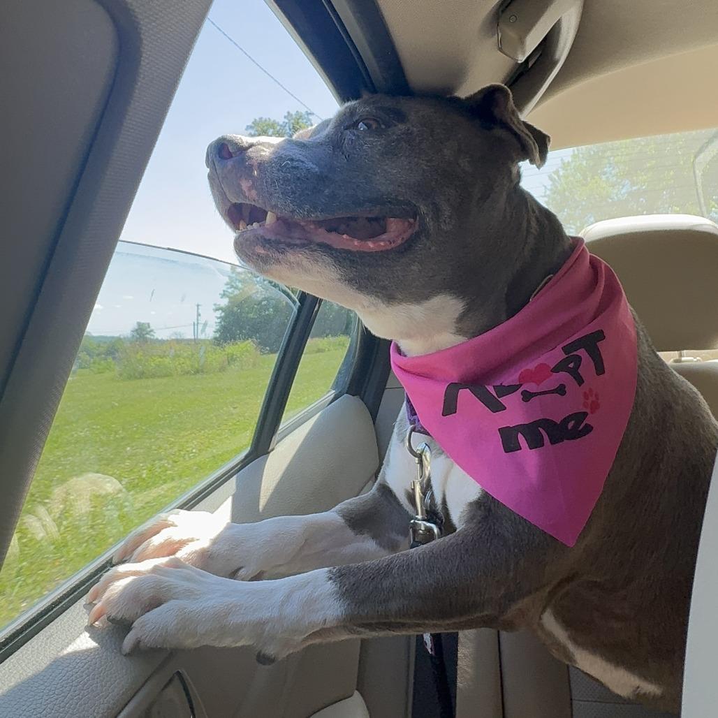 Wednesday - IN FOSTER, a Adoptable Pit Bull Terrier in Birdsboro, PA image 2/5