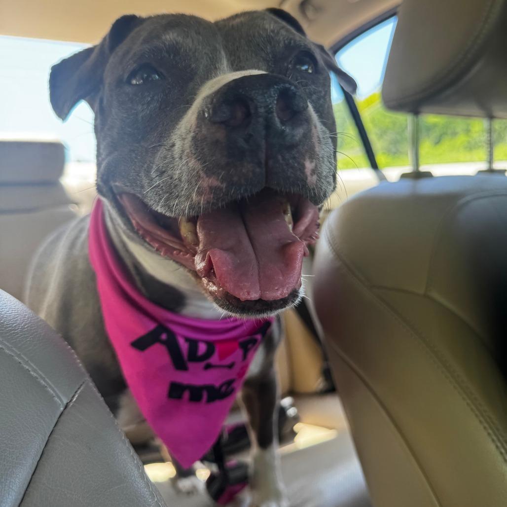 Wednesday - IN FOSTER, a Adoptable Pit Bull Terrier in Birdsboro, PA image 3/5