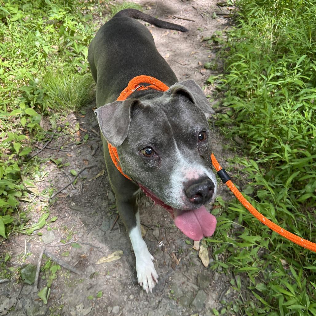 Wednesday - IN FOSTER, a Adoptable Pit Bull Terrier in Birdsboro, PA image 4/5