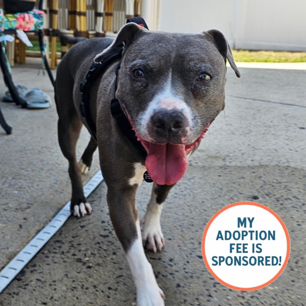 Wednesday - IN FOSTER, a Adoptable Pit Bull Terrier in Birdsboro, PA image 5/5