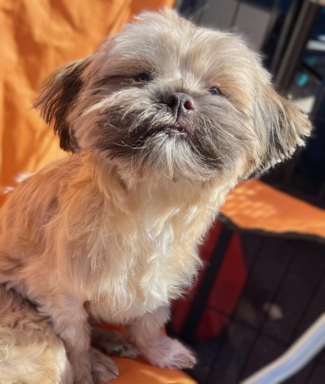 Enlarge ARNOLD SCHWARZENEGGER, a Adopted Shih Tzu in Belmont, NY image 2/3