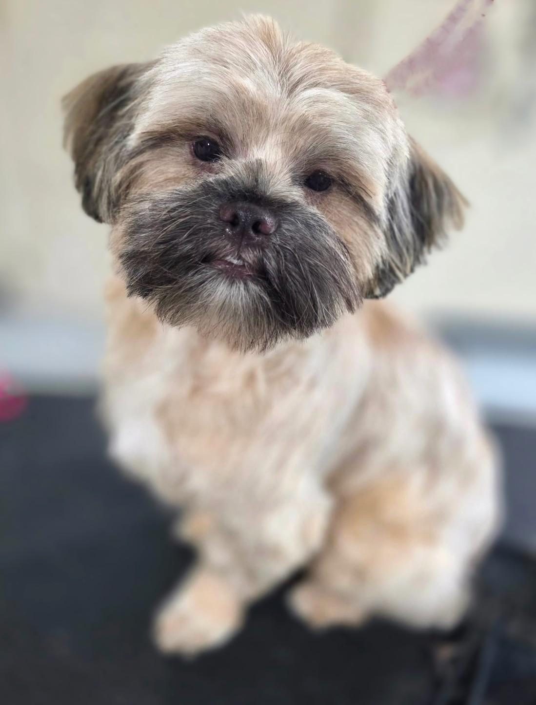 Enlarge ARNOLD SCHWARZENEGGER, a Adopted Shih Tzu in Belmont, NY image 3/3