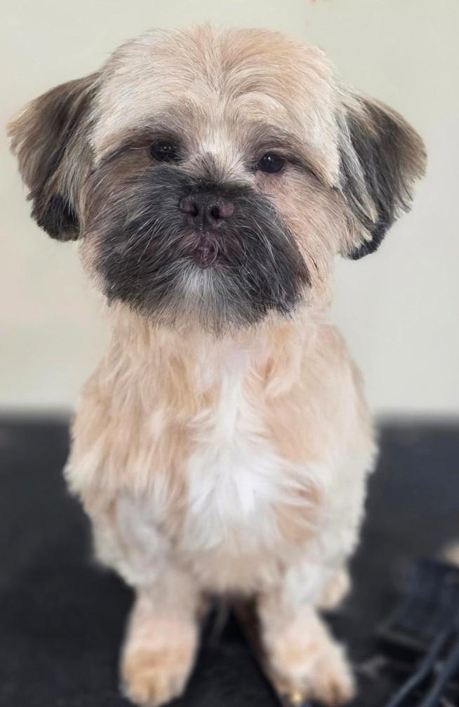 Enlarge ARNOLD SCHWARZENEGGER, a Adopted Shih Tzu in Belmont, NY image 1/3