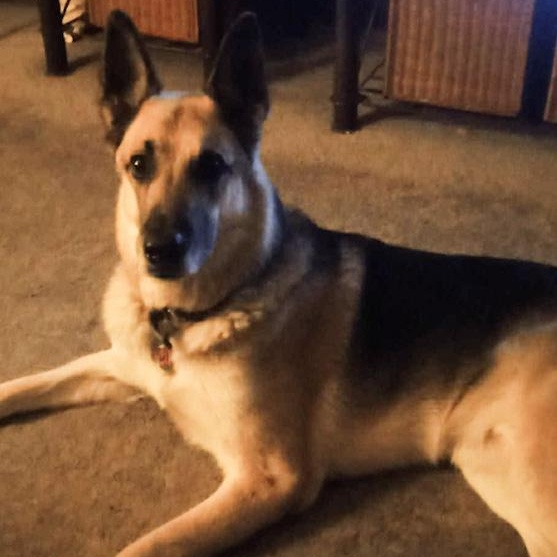 Enlarge ZZ - Classified Ad - Hercules (Courtesy Listing - Not affiliated with Planned Pethood), an adopted German Shepherd Dog in Toledo, OH image 2/2