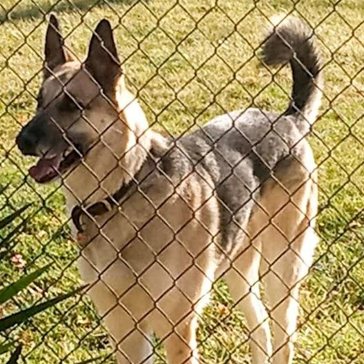 Enlarge ZZ - Classified Ad - Hercules (Courtesy Listing - Not affiliated with Planned Pethood), an adopted German Shepherd Dog in Toledo, OH image 1/2