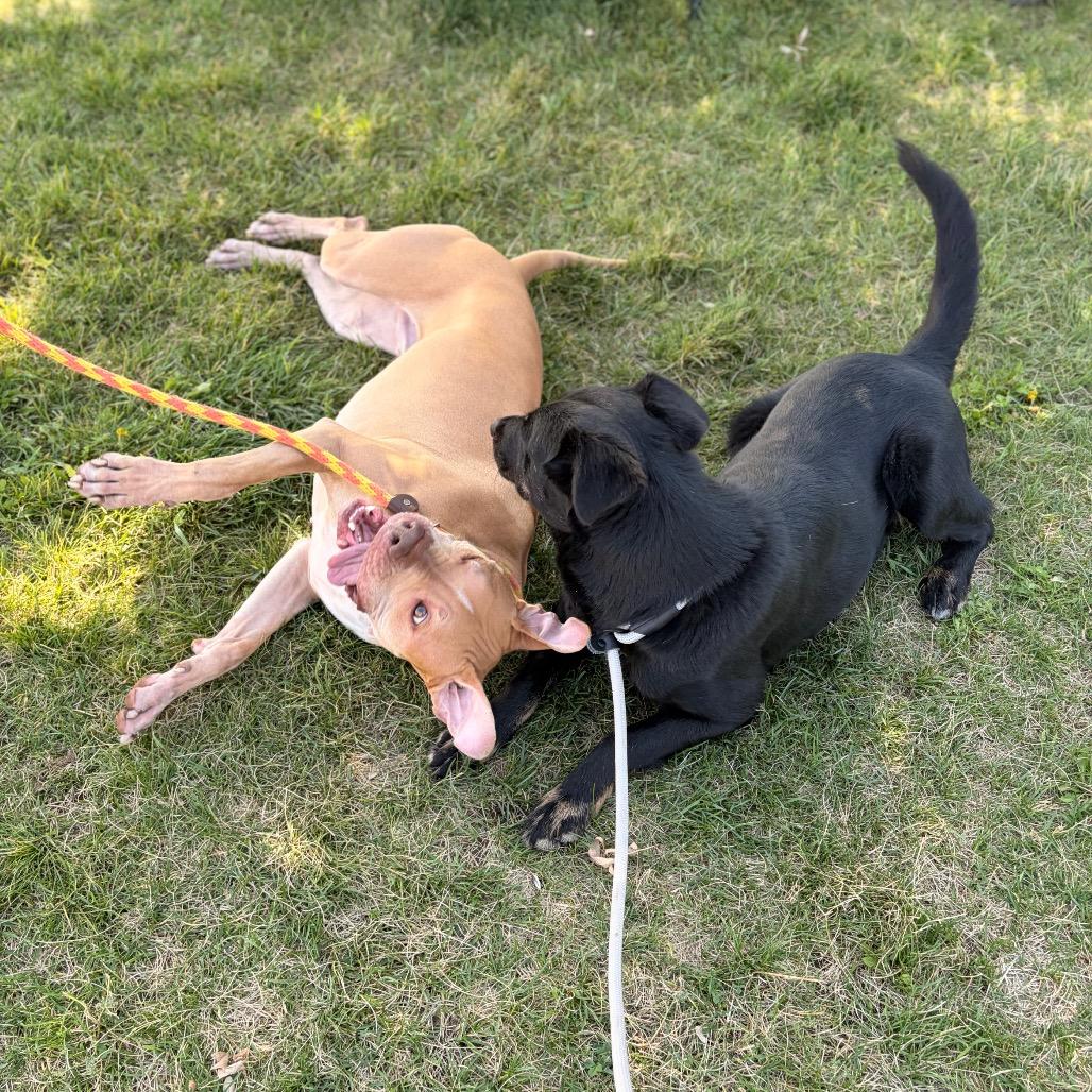 Winney The Dude, Adoptable, Adult Male Mixed Breed.