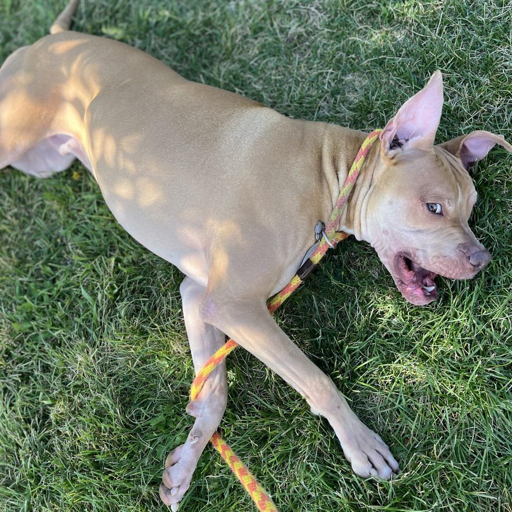 Enlarge Winney The Dude, a Adoptable Mixed Breed in Spokane, WA image 2/6