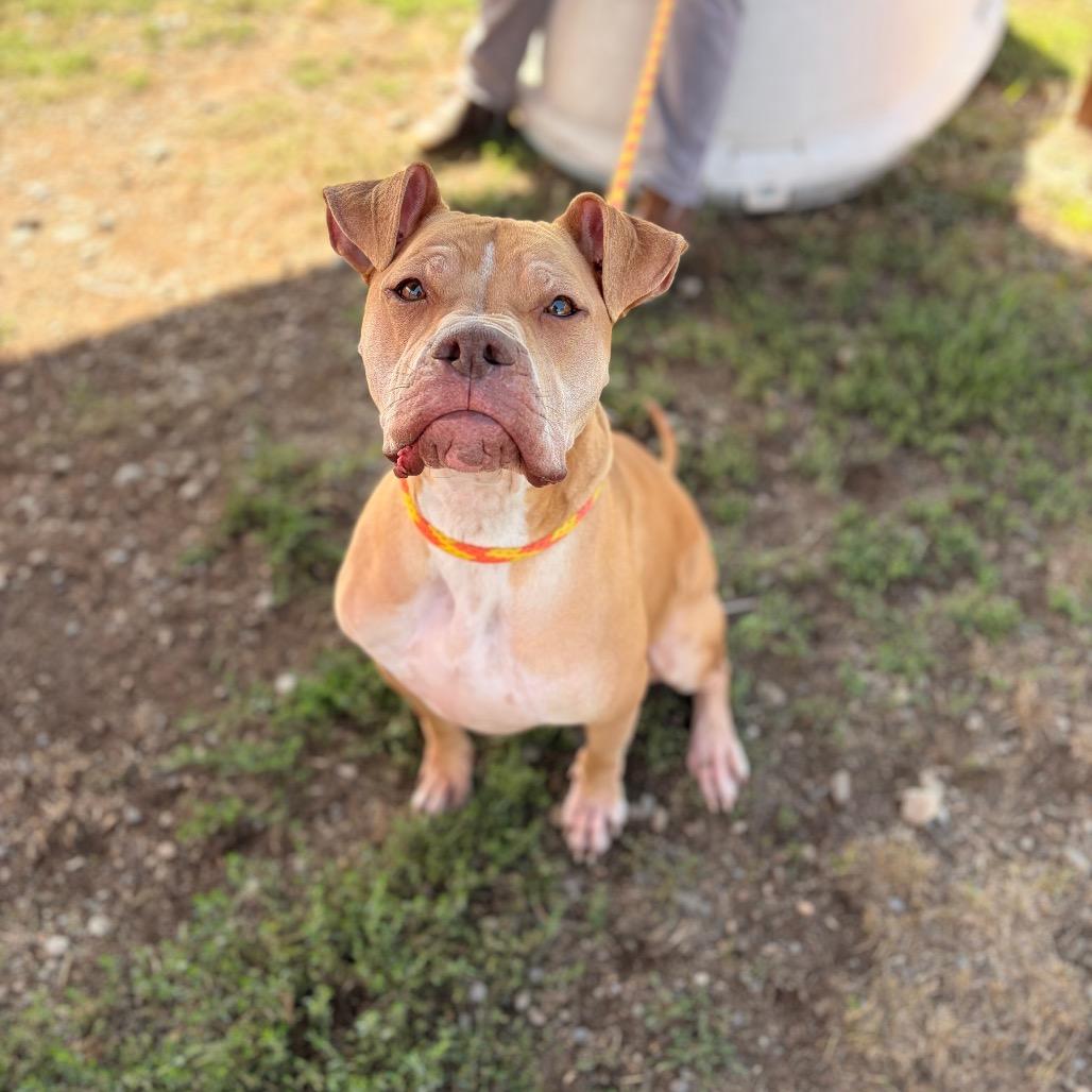 Enlarge Winney The Dude, a Adoptable Mixed Breed in Spokane, WA image 3/6