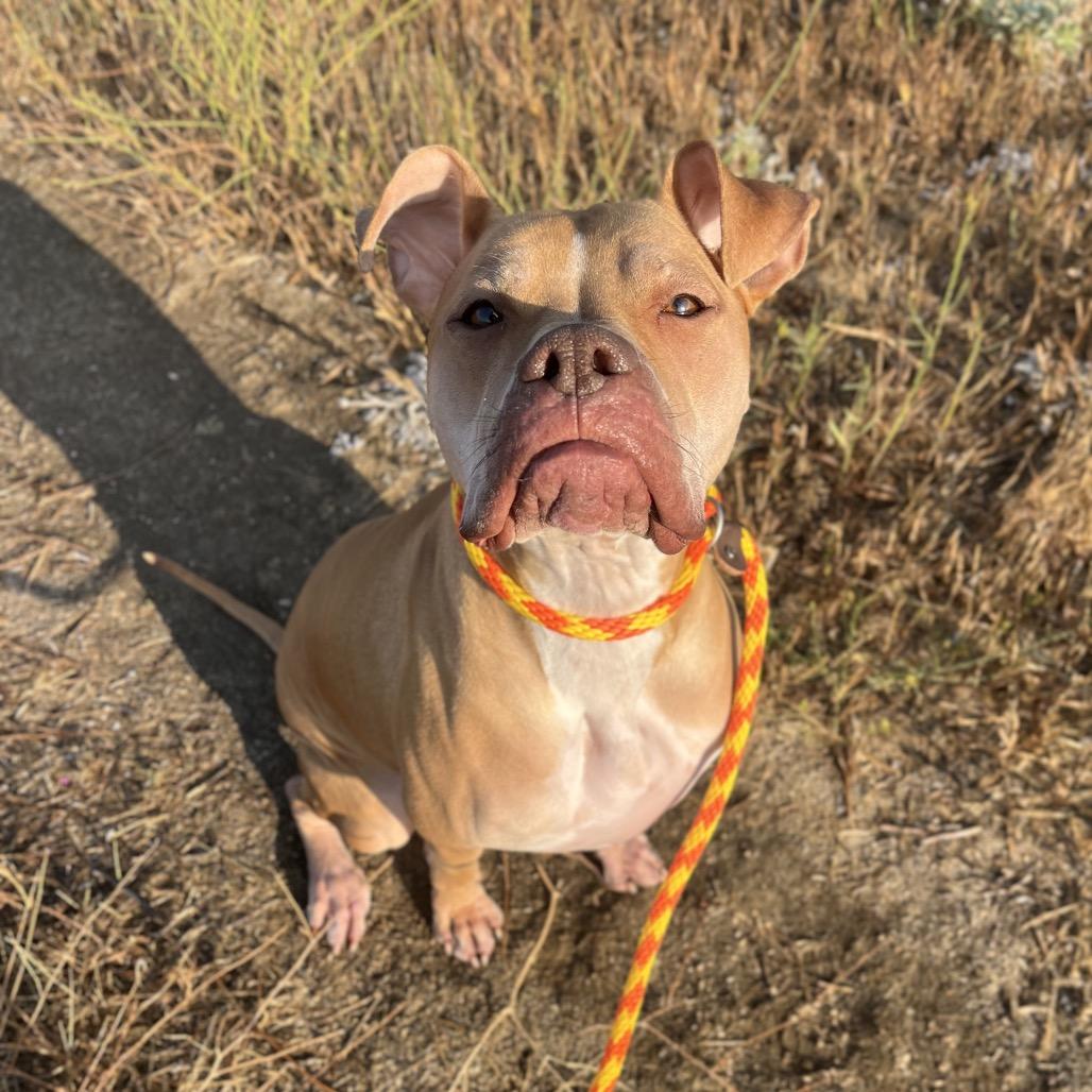 Enlarge Winney The Dude, a Adoptable Mixed Breed in Spokane, WA image 4/6