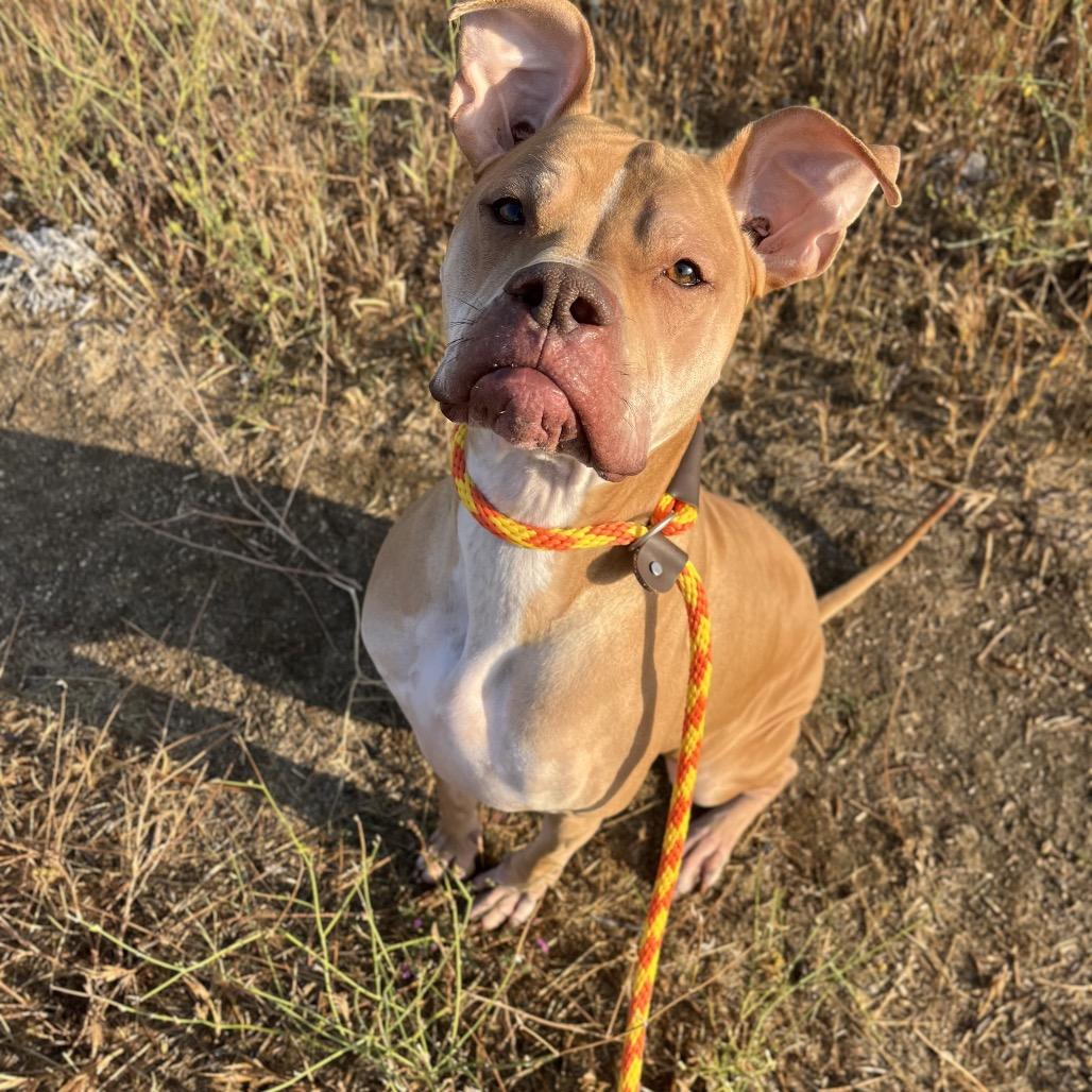 Enlarge Winney The Dude, a Adoptable Mixed Breed in Spokane, WA image 5/6
