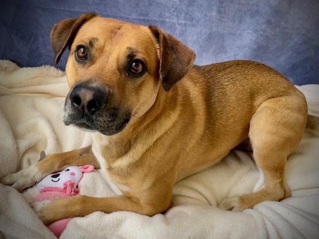 WOOKIE, Adoptable, Adult Male Black Mouth Cur & Mixed Breed.