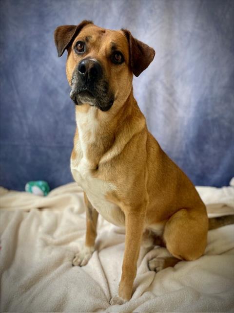 WOOKIE, Adoptable, Adult Male Black Mouth Cur & Mixed Breed.