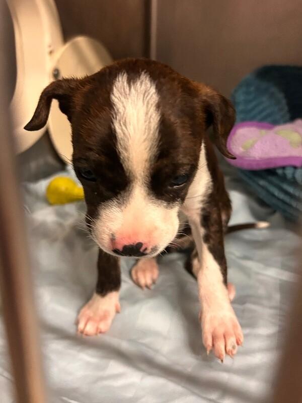 Enlarge Bluebird, a Adoptable mixed breed in Cortland, NY image 1/2
