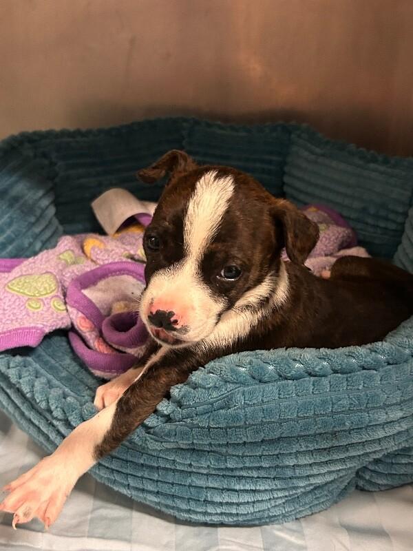 Enlarge Bluebird, a Adoptable mixed breed in Cortland, NY image 2/2