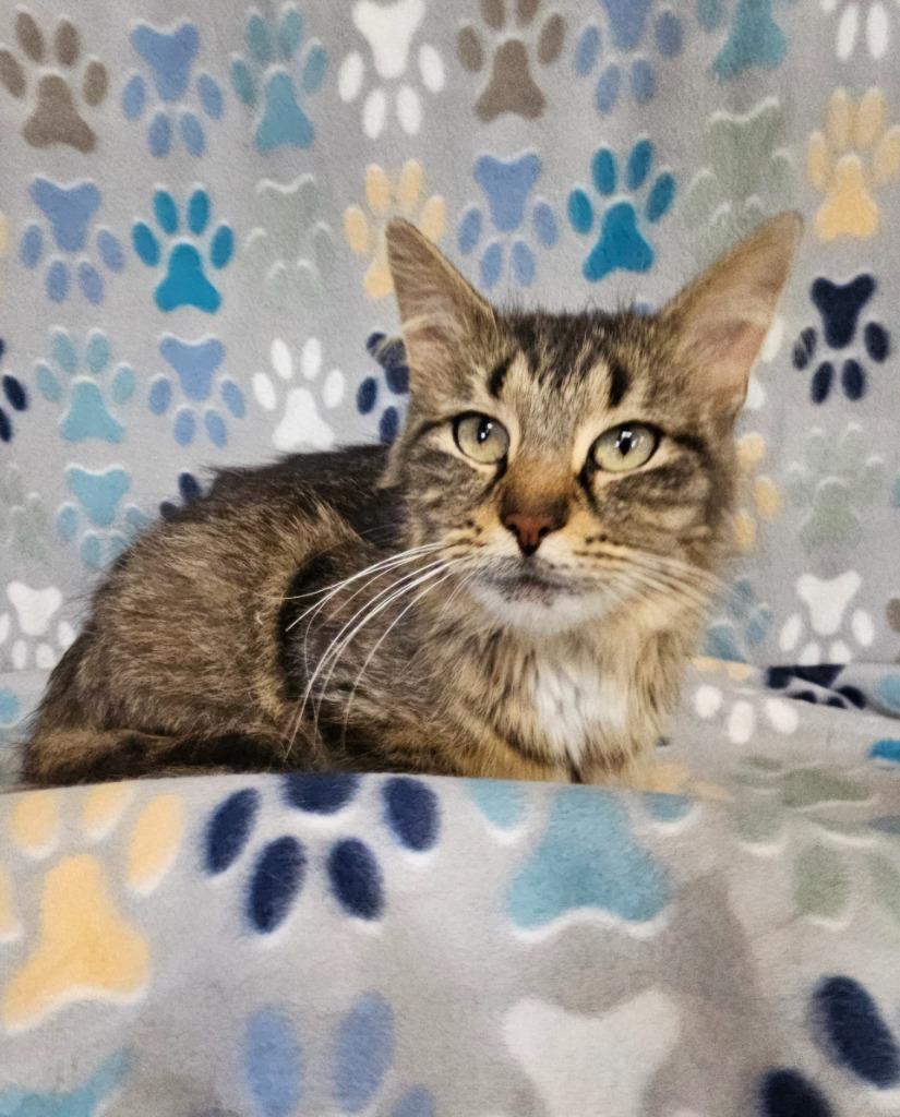 Enlarge Queen Latifah, a Adoptable mixed breed in Wabash, IN image 1/1