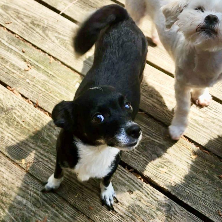Nila, Adoptable, Adult Female Chihuahua & Terrier.