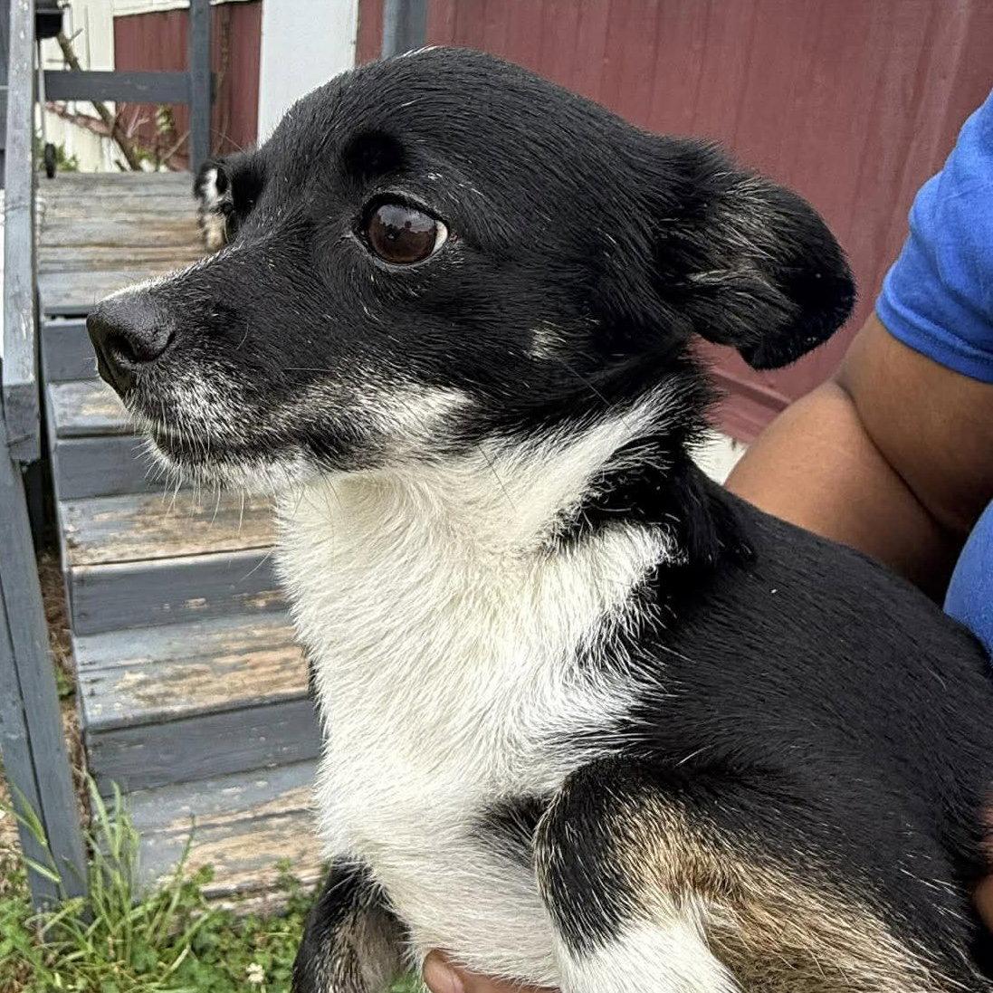 Nila, a Adoptable mixed breed in Garner, NC image 2/3