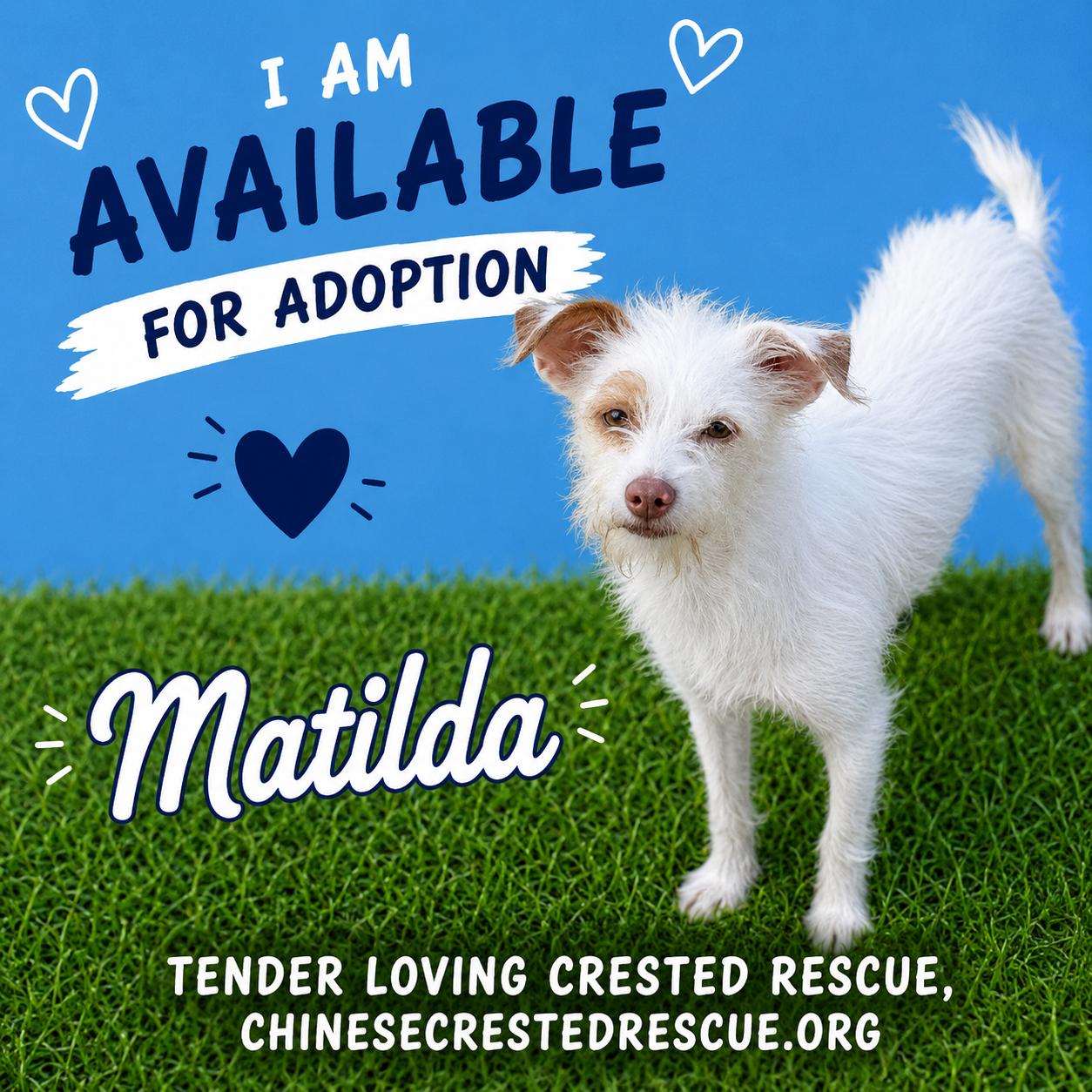 Matilda - Queen of the Zoomies, Adoptable, Young Female Chinese Crested Dog & Chihuahua.