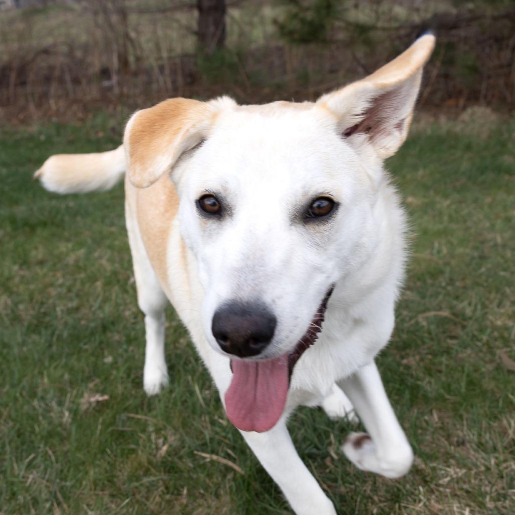 Enlarge Georgie, a Adoptable mixed breed in Erie, PA image 5/6