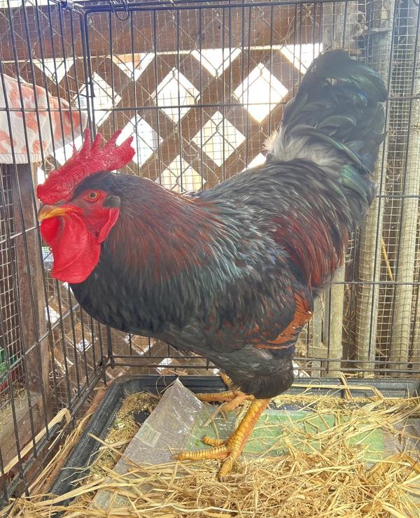 Enlarge Cowboy Gary, a Adoptable mixed breed in Monterey, CA image 1/5