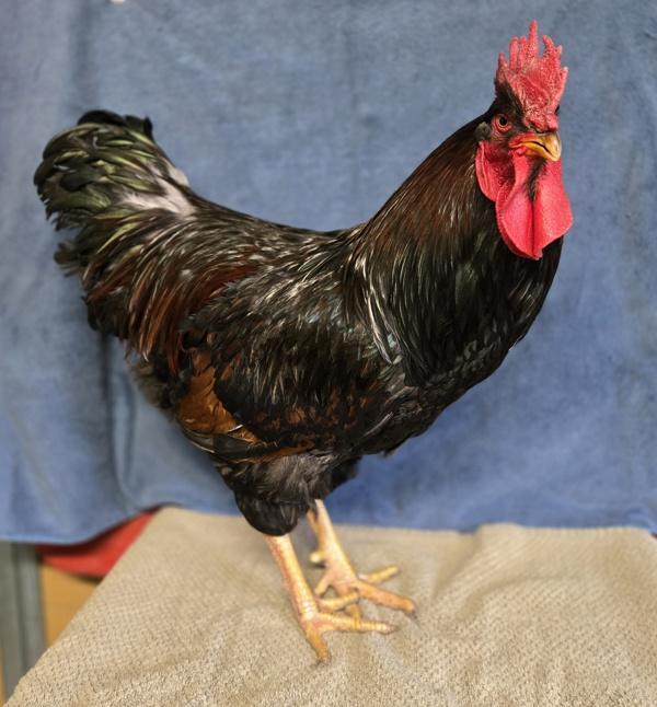 Enlarge Cowboy Gary, a Adoptable mixed breed in Monterey, CA image 2/5