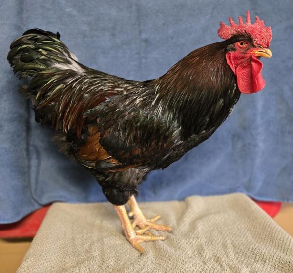 Enlarge Cowboy Gary, a Adoptable mixed breed in Monterey, CA image 3/5