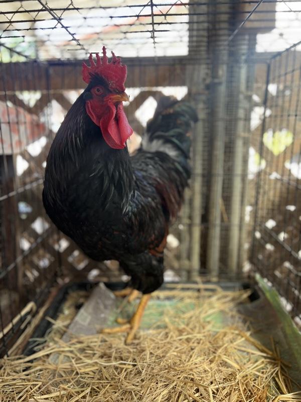 Enlarge Cowboy Gary, a Adoptable mixed breed in Monterey, CA image 4/5