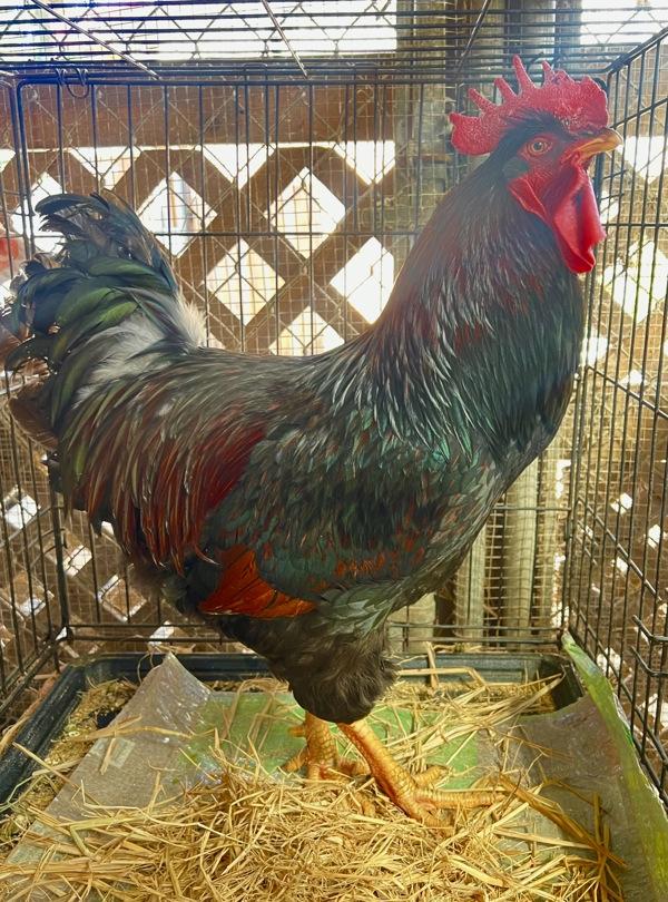 Enlarge Cowboy Gary, a Adoptable mixed breed in Monterey, CA image 5/5