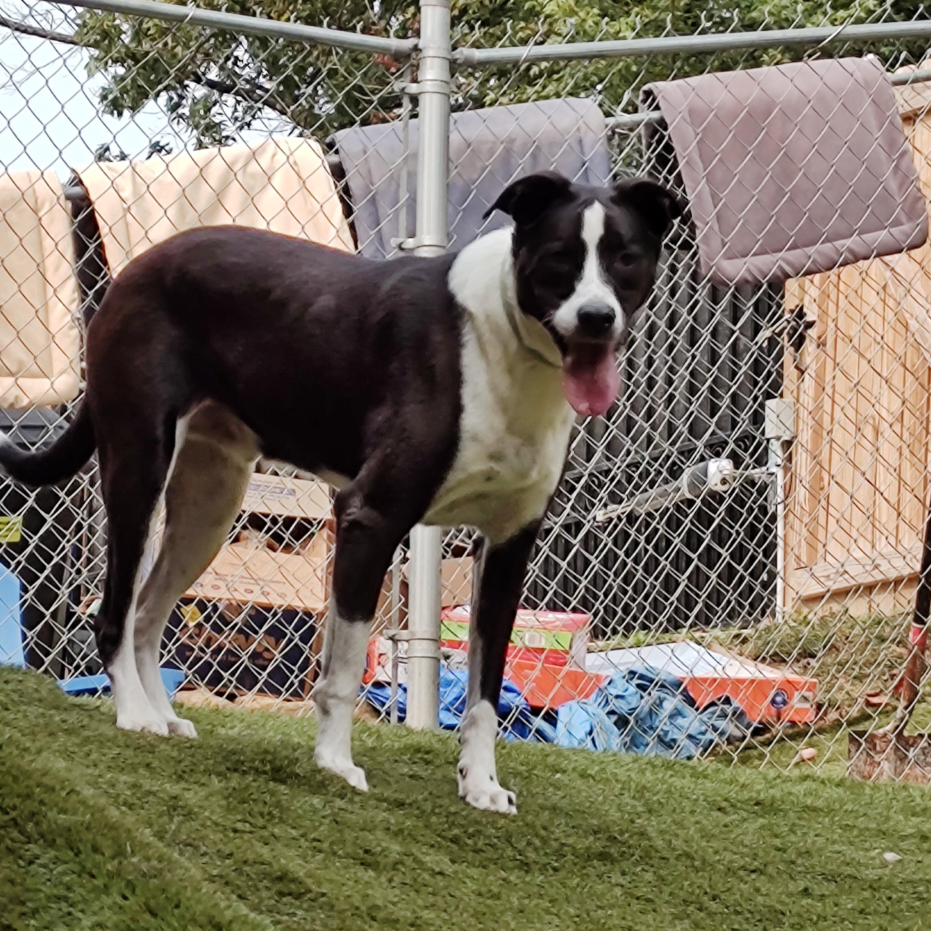 Cooper, a ADOPTABLE mixed breed in Charleston, WV image 2/6