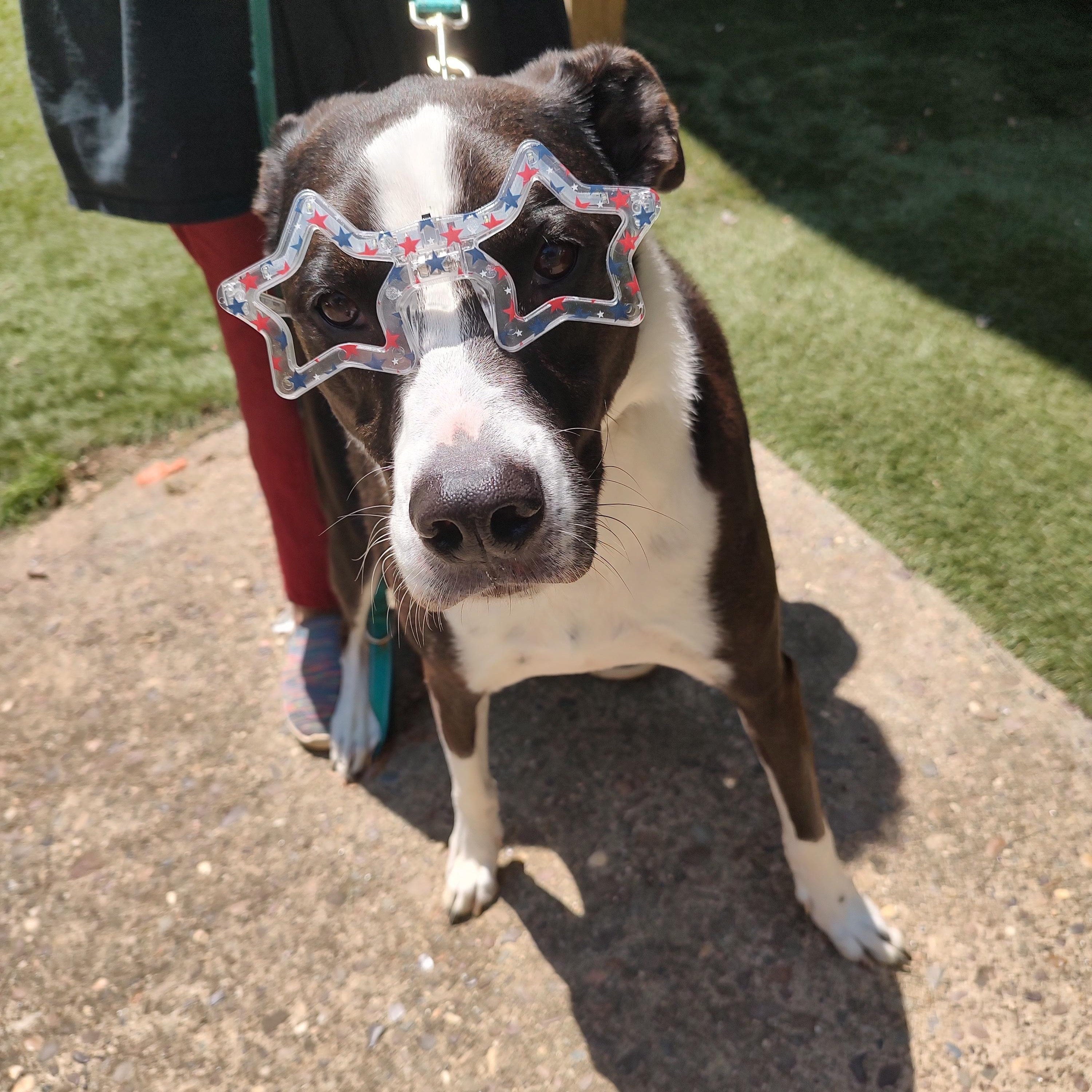 Cooper, a ADOPTABLE mixed breed in Charleston, WV image 3/6