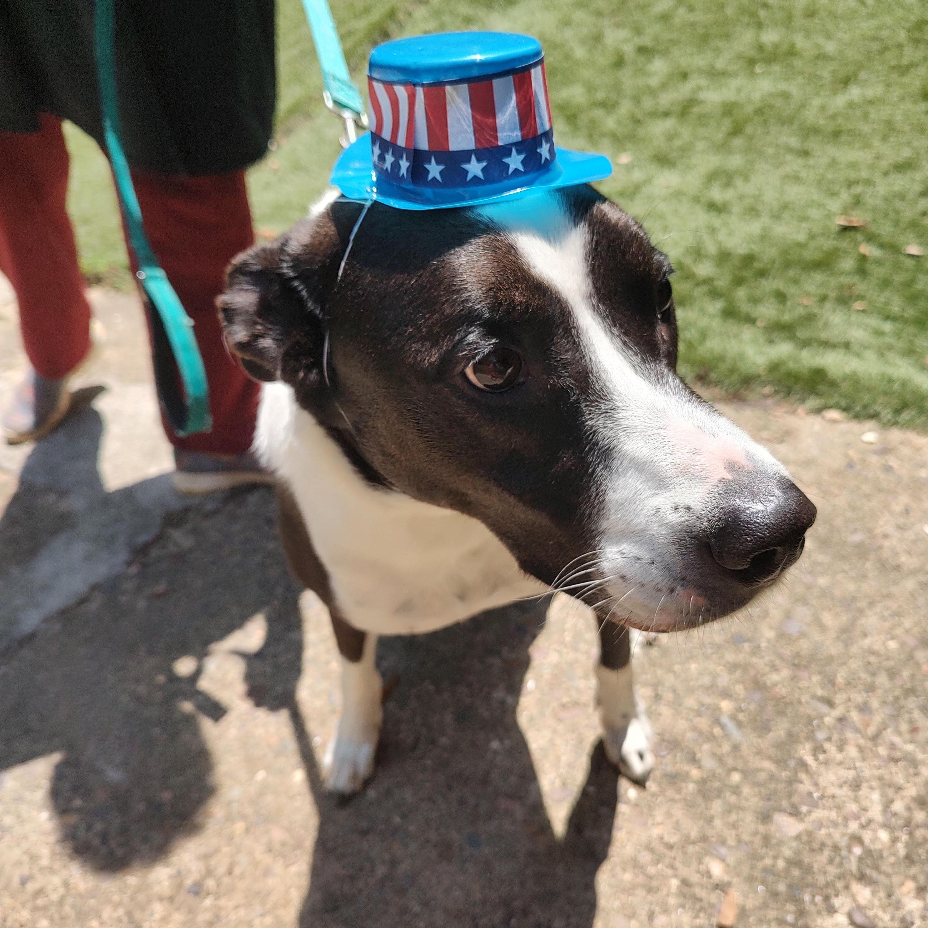 Cooper, a ADOPTABLE mixed breed in Charleston, WV image 4/6