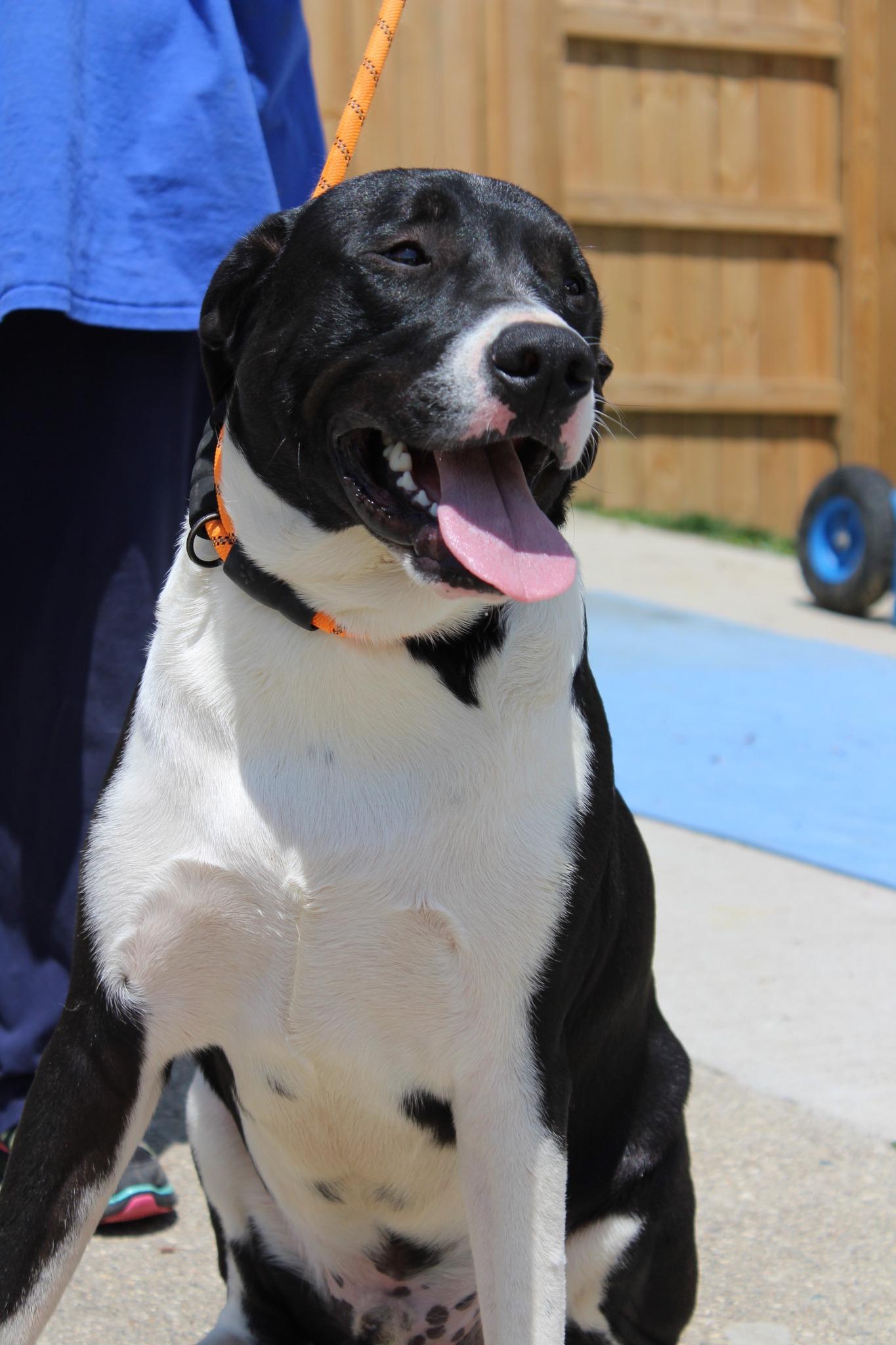 Cooper, a ADOPTABLE mixed breed in Charleston, WV image 6/6