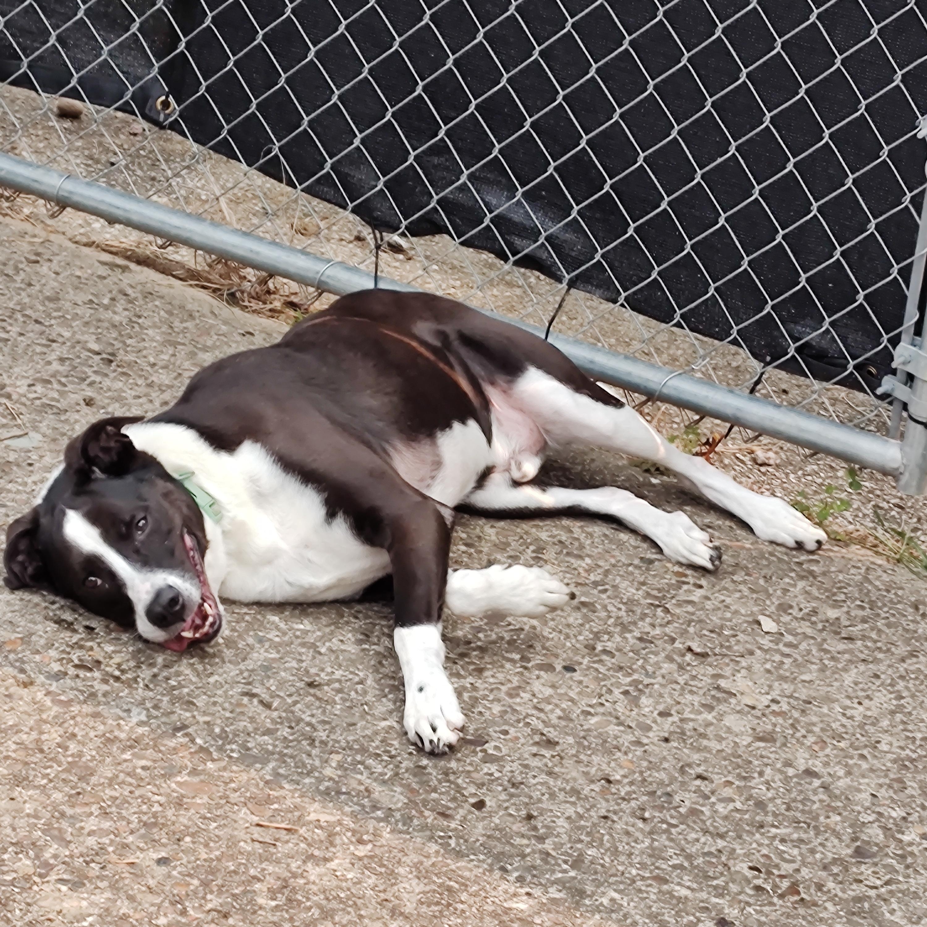 Cooper, a ADOPTABLE mixed breed in Charleston, WV image 5/6