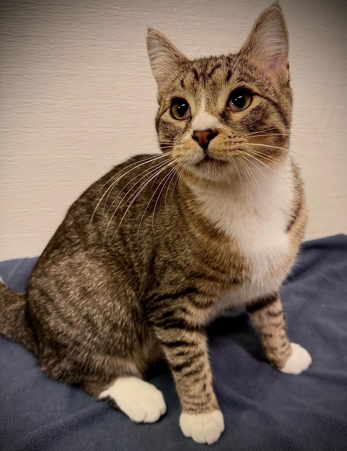 Soda, Adoptable, Young Male Domestic Short Hair.