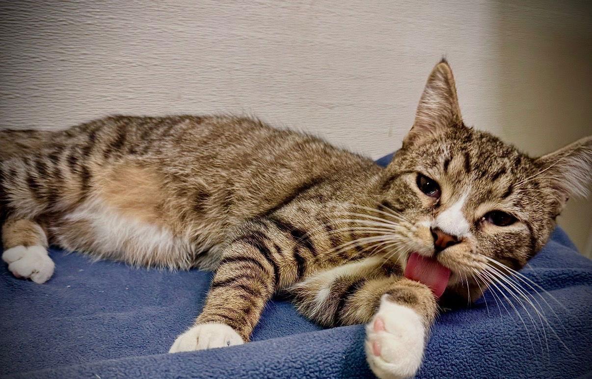 Enlarge Soda, a Adoptable Domestic Short Hair in Cary, NC image 2/3