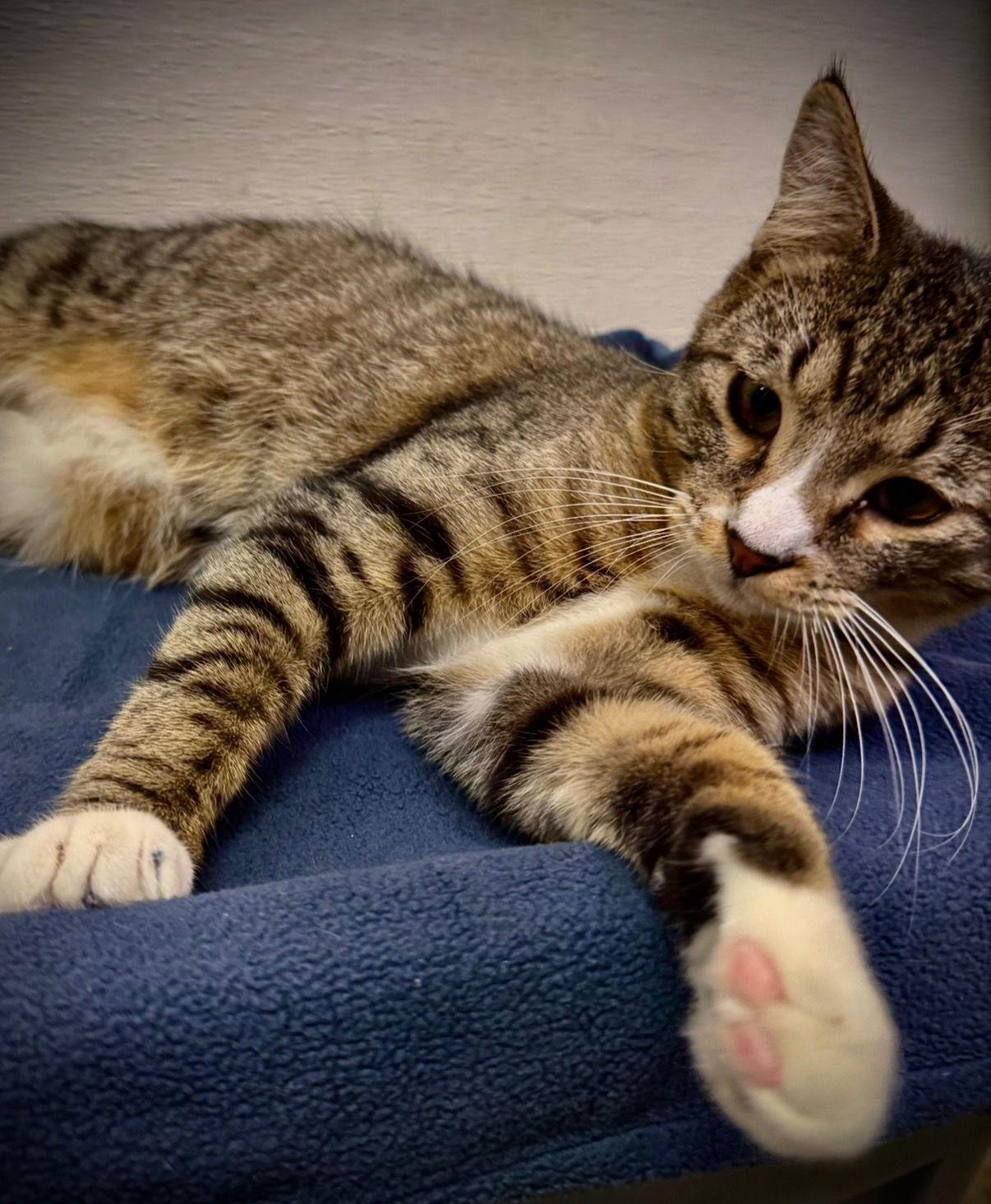 Enlarge Soda, a Adoptable Domestic Short Hair in Cary, NC image 3/3