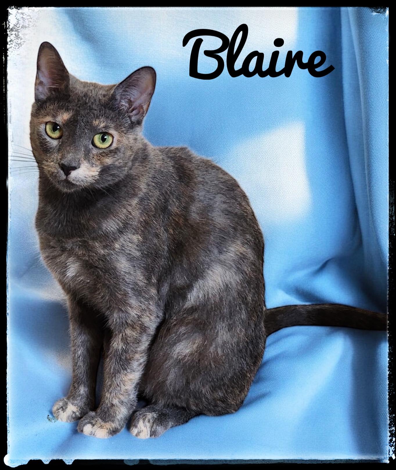 Enlarge Blaire, a Adoptable Domestic Short Hair in El Cajon, CA image 1/1
