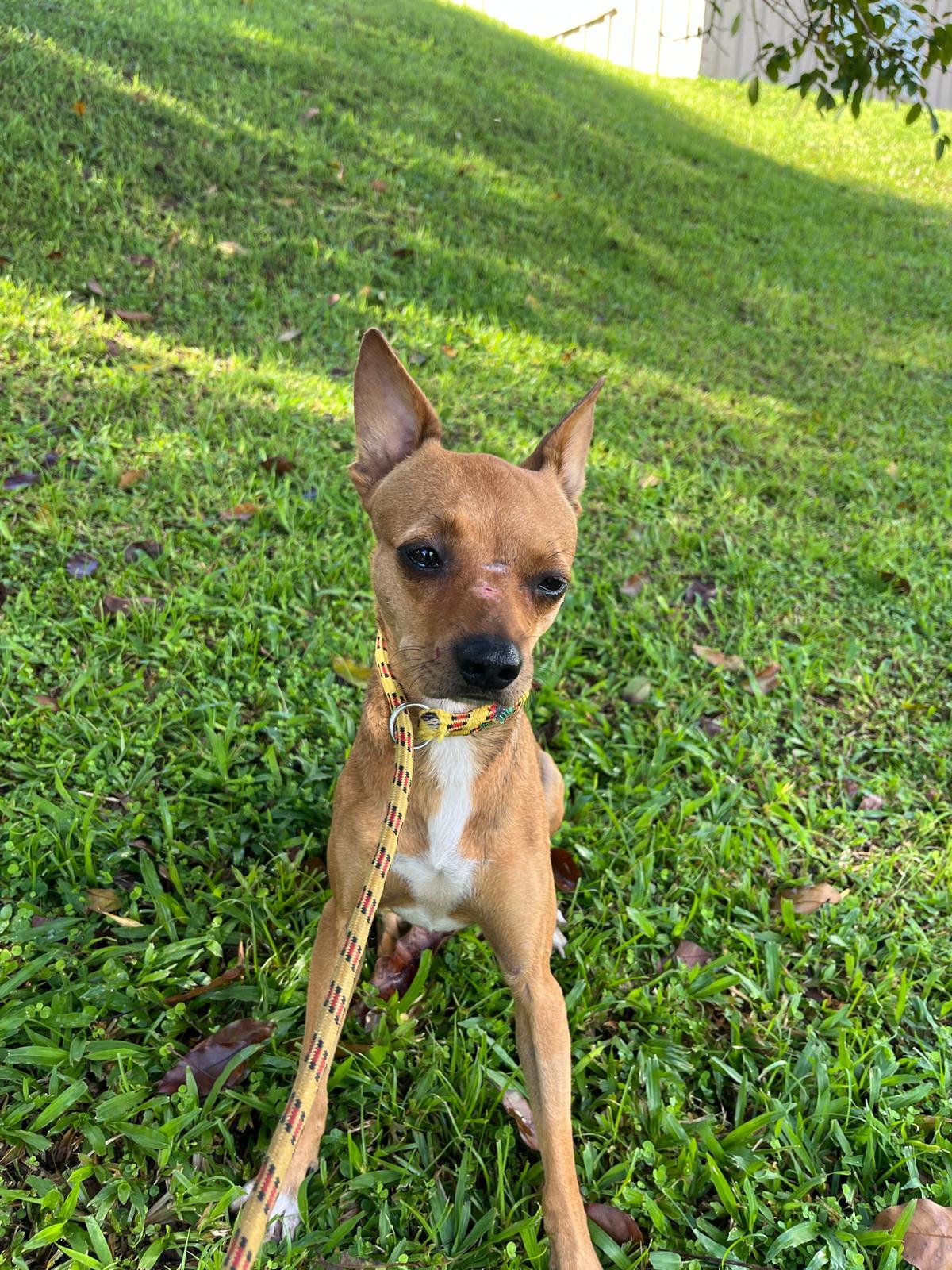 Cam, a Adoptable mixed breed in Morristown, NJ image 1/4