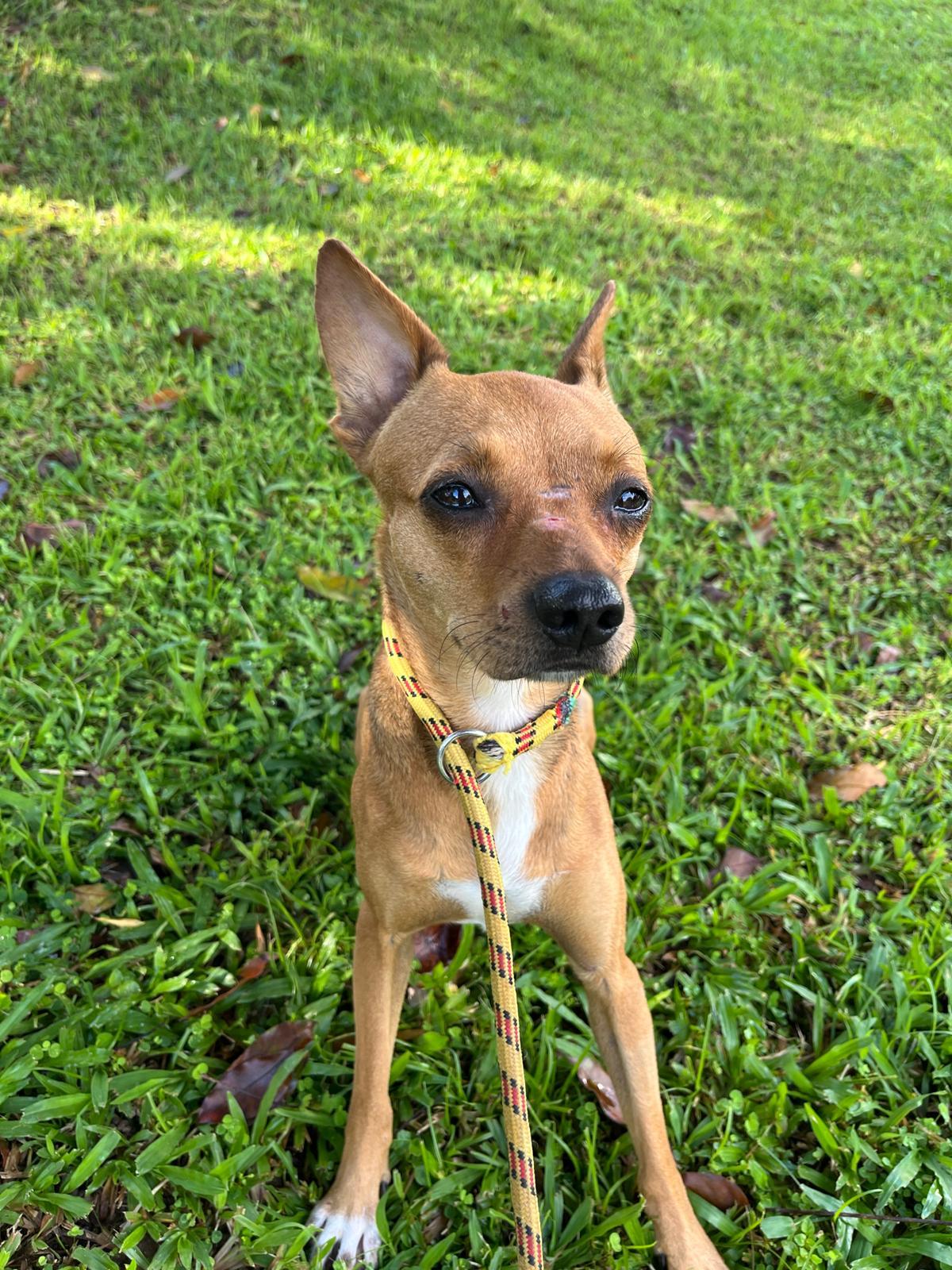 Cam, a Adoptable mixed breed in Morristown, NJ image 2/4