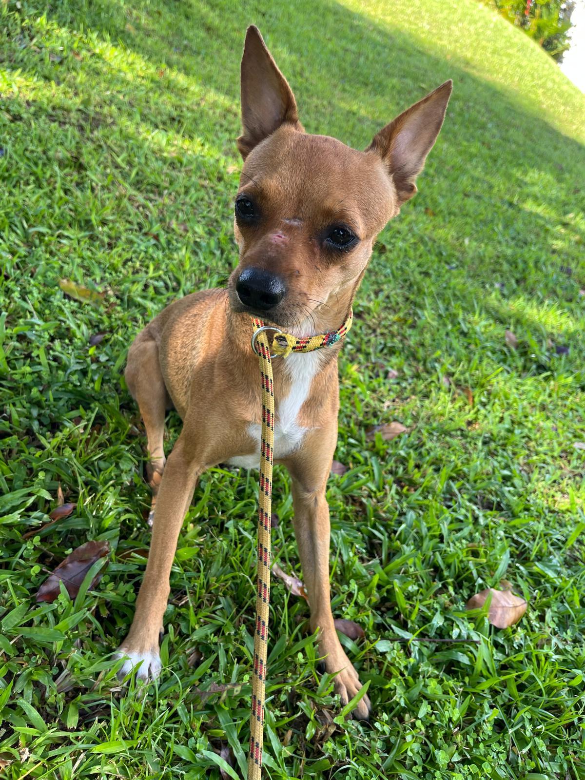 Cam, a Adoptable mixed breed in Morristown, NJ image 3/4