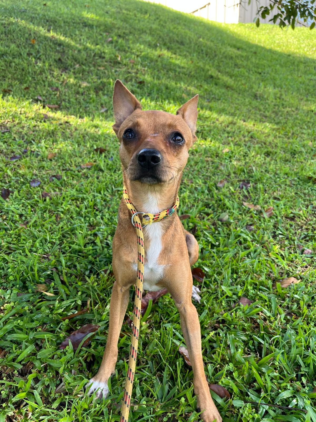 Cam, a Adoptable mixed breed in Morristown, NJ image 4/4