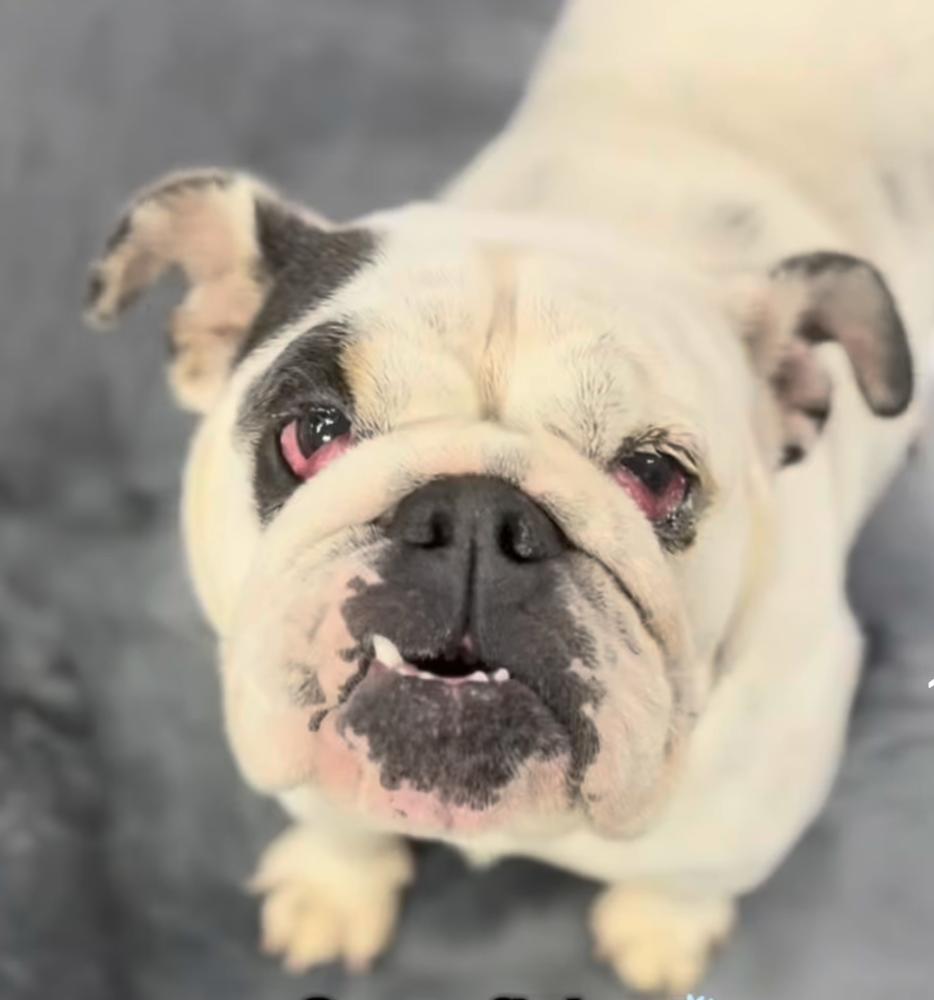 Enlarge Snowflake, a Adoptable English Bulldog in ventura, CA image 1/1