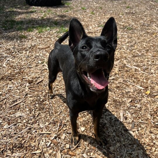 Andrina, an adoptable mixed breed in Indianapolis, IN image 4/6