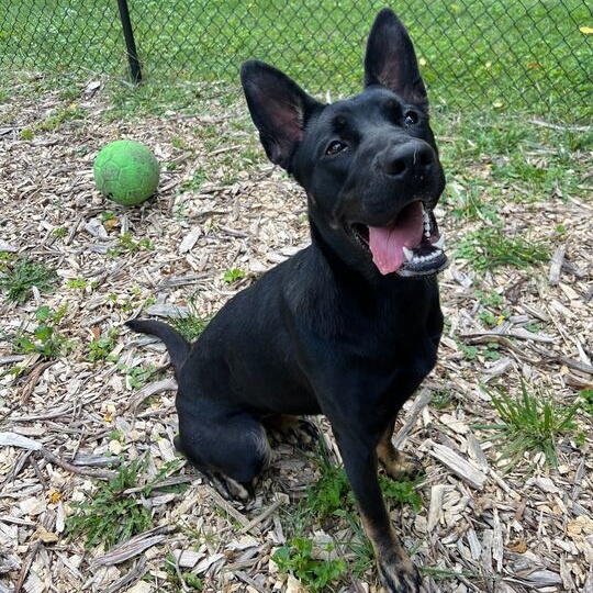 Andrina, an adoptable mixed breed in Indianapolis, IN image 5/6