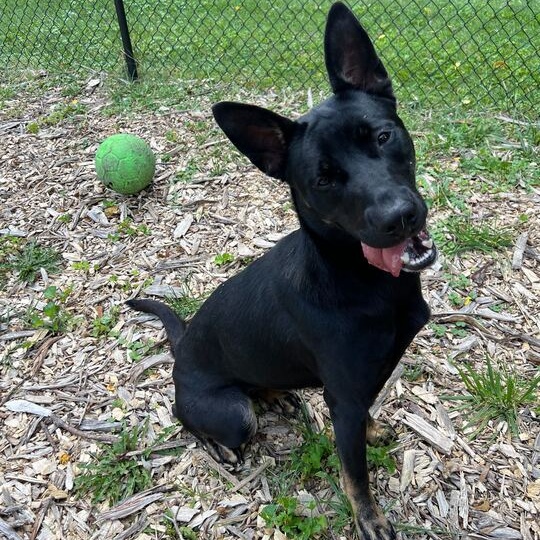 Andrina, an adoptable mixed breed in Indianapolis, IN image 3/6